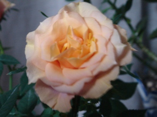 e0143298_22233553.jpg