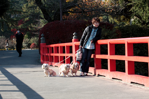 小田原城址公園でマイペースにぉ散歩Time_c0011204_18441612.jpg