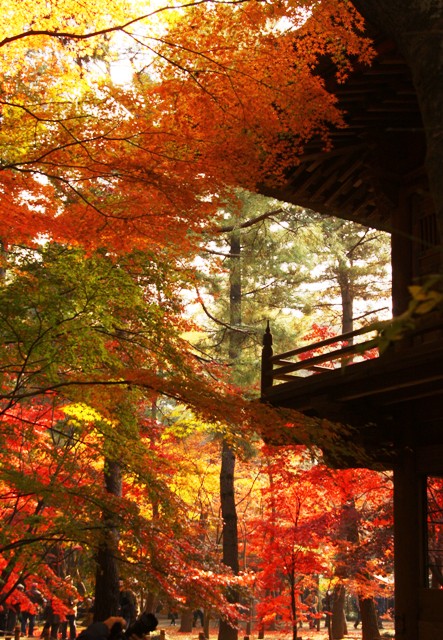 入れなかった平林寺にリベンジ～。_c0028804_15471789.jpg