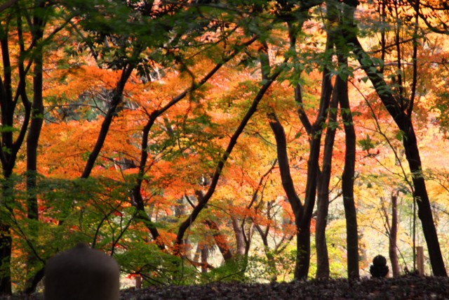 入れなかった平林寺にリベンジ～。_c0028804_1556739.jpg