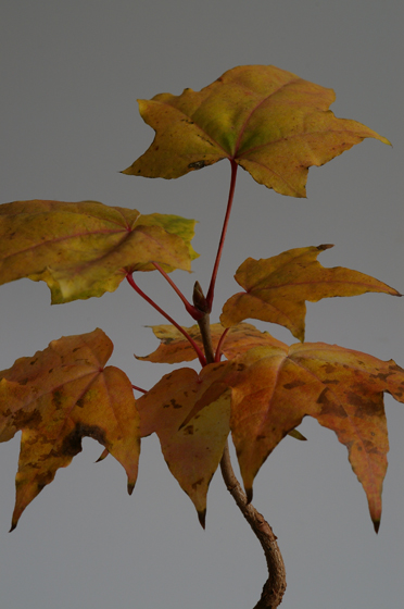 紅葉 イタヤカエデ 盆栽日記 The Experimental Bonsai Diary