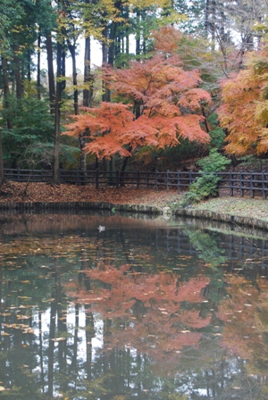 市川植物園_c0202409_2329383.jpg