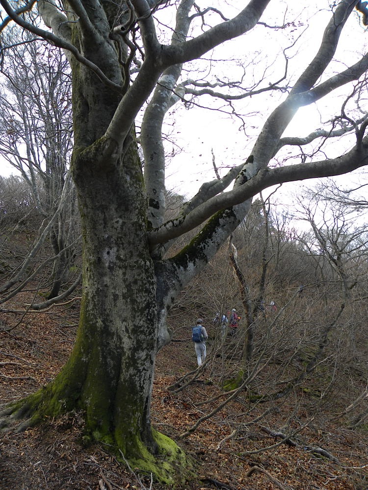 高島トレイル　愛発越〜黒河峠　１２月２日（水）_c0078410_915189.jpg