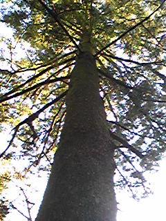 b0007213_1754621.jpg