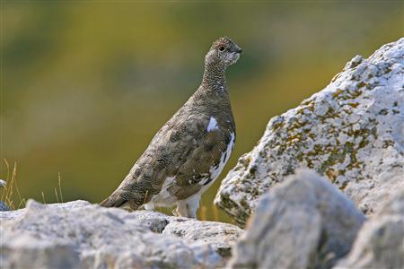 ライチョウ、温暖化で絶滅の危機  イタリア北部_b0064113_10181241.jpg