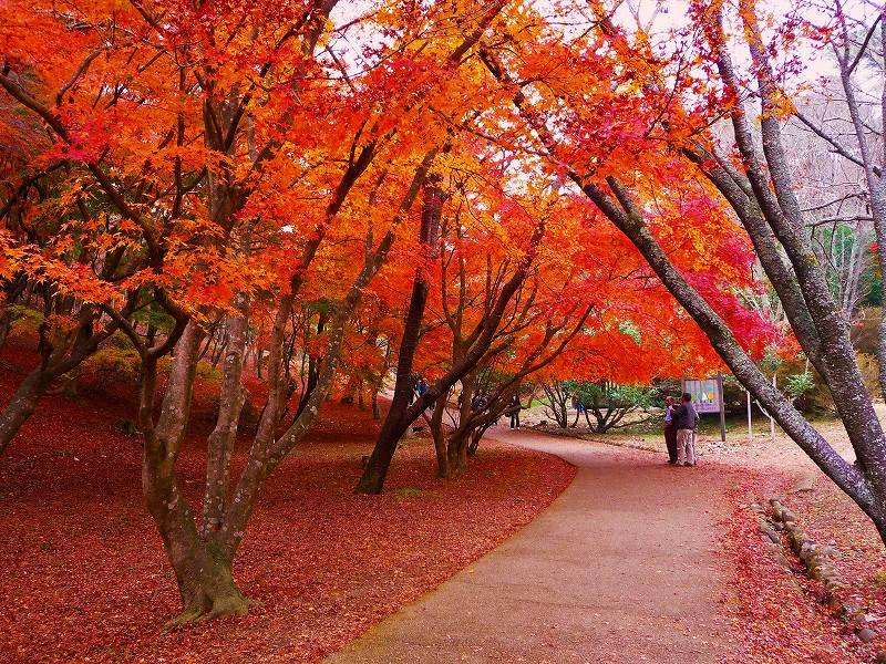 １２月のもみじ 白壁荘だより 天城百話
