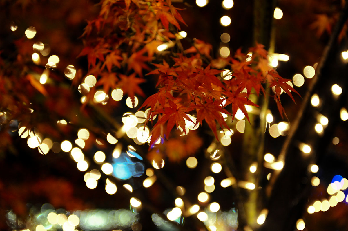 街はもうクリスマス一色_b0125014_17881.jpg