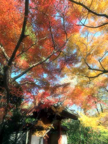 極楽浄土の世界　（12月2日　松戸市・本土寺）_a0023315_20262296.jpg