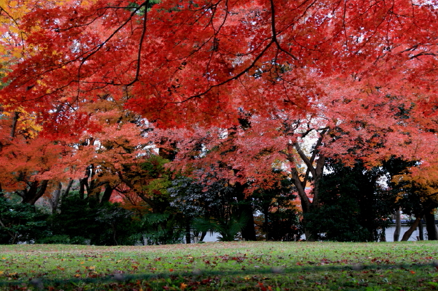 ひみつの紅葉ちゃんその２_b0132924_20474437.jpg