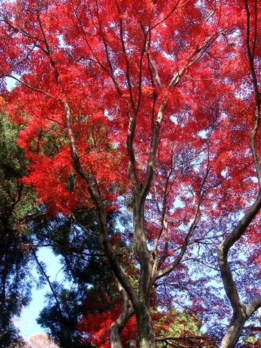 埼玉平林寺で紅葉の撮影会_d0037233_15251740.jpg