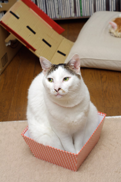 横目 ぶつぶつ独り言２ うちの猫ら22