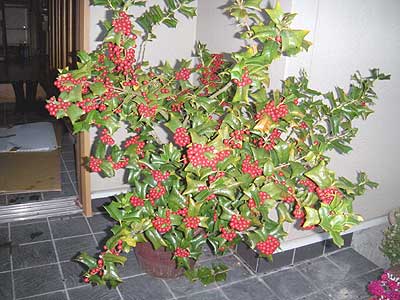 本日の花 西洋ヒイラギ 押花サロン希琳トピックスonline