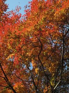 たろべえじゅ周辺　　今年の紅葉_f0031259_2205564.jpg