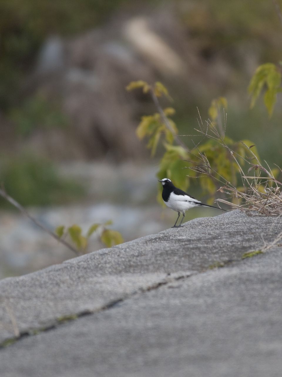 千種川のいろんな鳥たち_b0148762_2117505.jpg