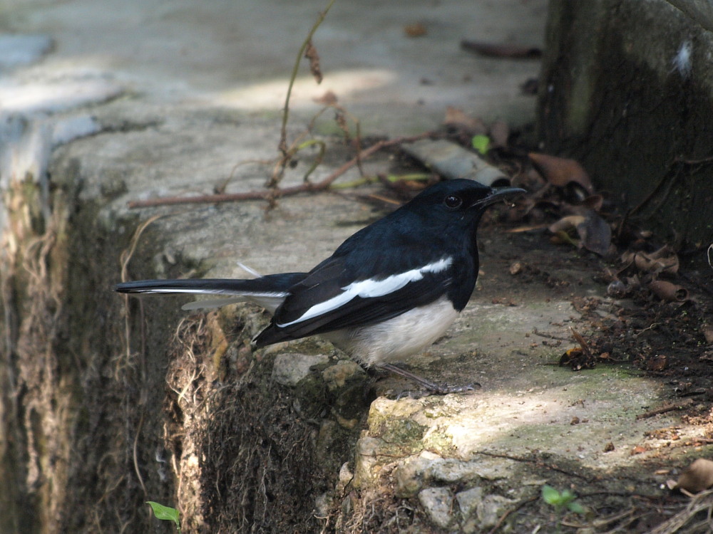 香港の野鳥　　091120　Mai Po訪問時　その１_a0146869_5485319.jpg