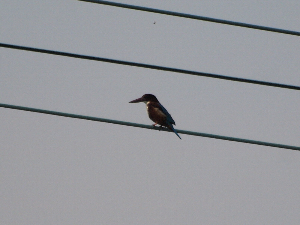 香港の野鳥　　091120　Mai Po訪問時　その１_a0146869_626552.jpg