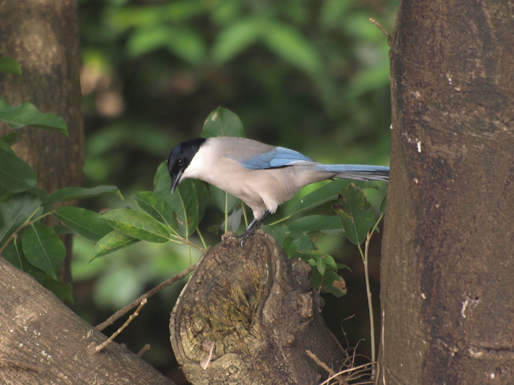 香港の野鳥　　091120　Mai Po訪問時　その１_a0146869_64724.jpg