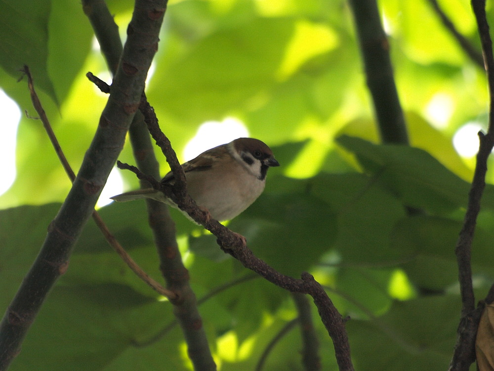 香港の野鳥　　091120　Mai Po訪問時　その１_a0146869_6844.jpg