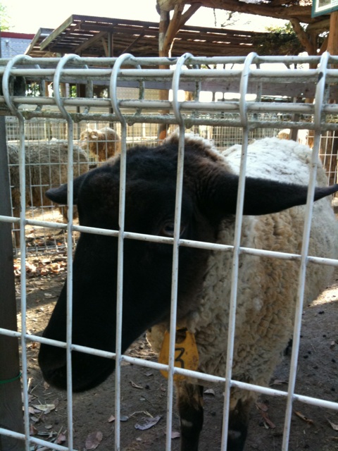動物園日和ですね。_b0120877_835614.jpg