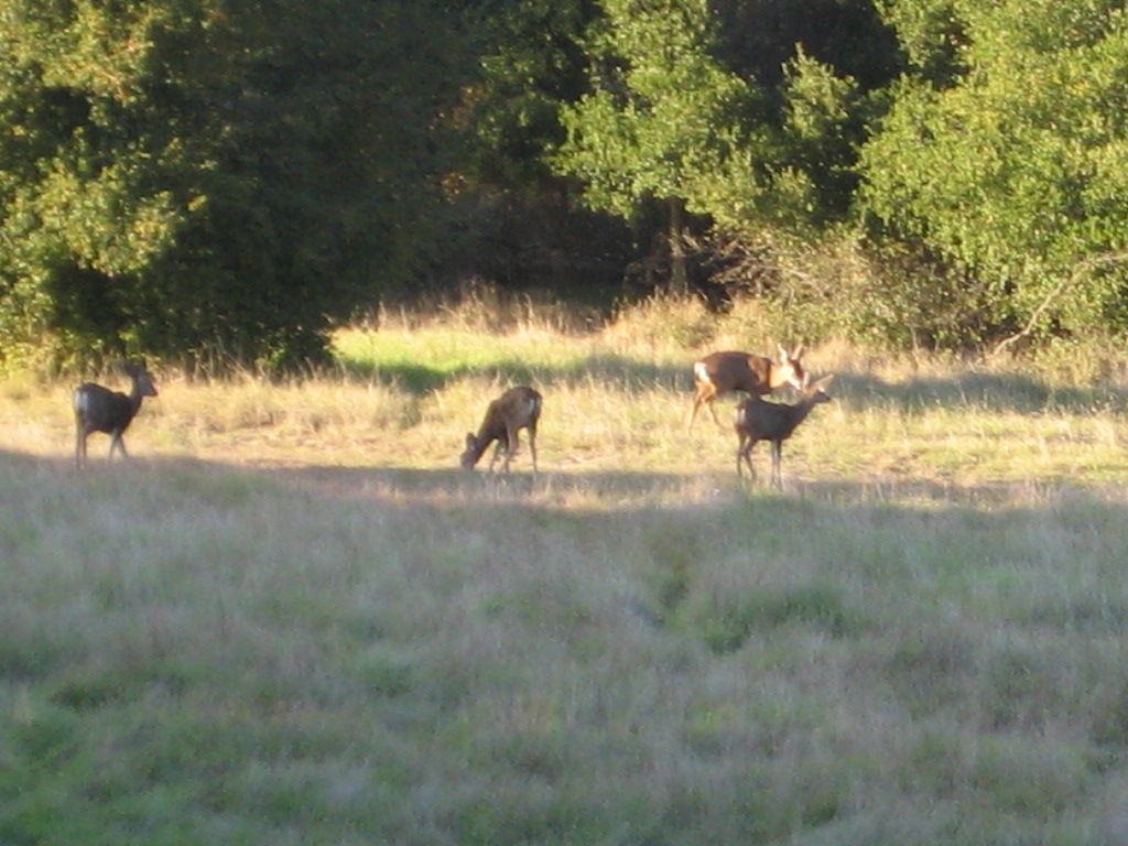 Topanga State Park_a0111485_8501437.jpg