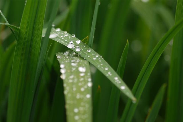 今この季節を飾る花といえば。。_b0175688_2255198.jpg