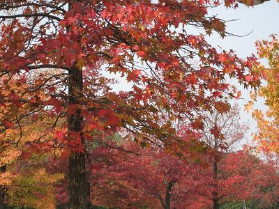 ☆最奥部の紅葉☆_e0147297_2317164.jpg