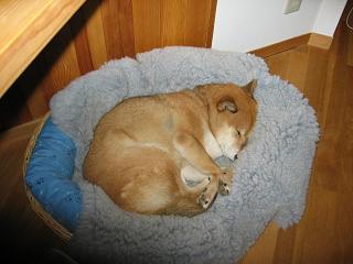 猫っぽい柴犬さん ヒマラヤスギ雑記 猫っぽい柴犬さん ヒマラヤスギ雑記