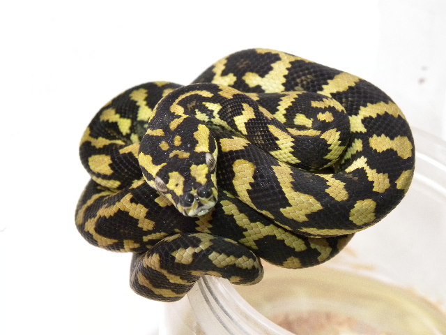 洋書「The Complete Carpet Python/カーペットパイソン」