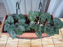 d0048332_1221231.gif