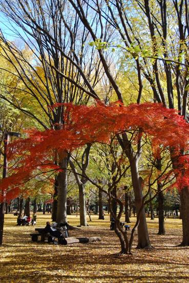 秋の公園にて_c0099133_2322425.jpg