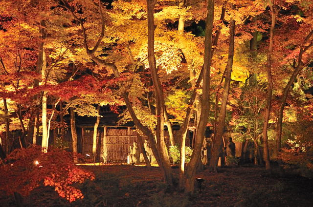 宝厳院 ライトアップ_e0067435_2251332.jpg
