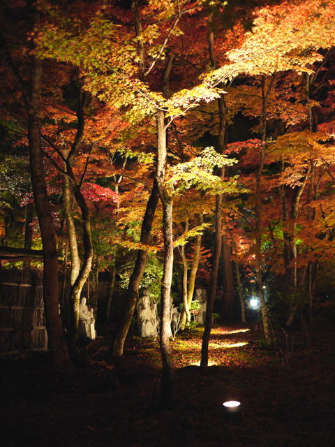 宝厳院 ライトアップ_e0067435_22523174.jpg