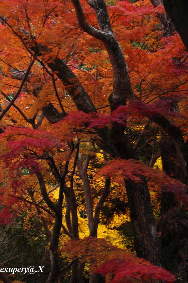 奈良公園の枯れ木を彩る紅葉_e0195337_22343826.jpg