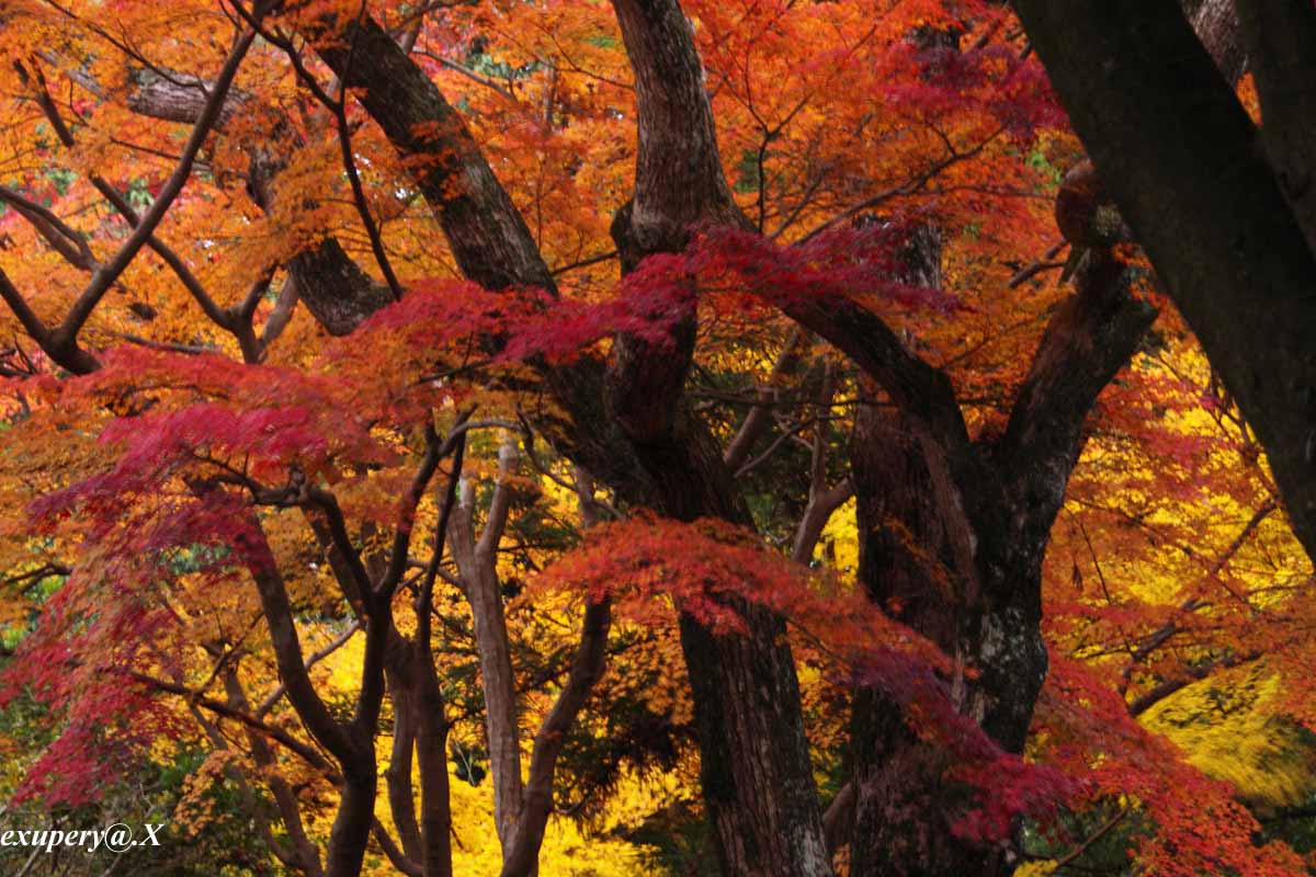 奈良公園の枯れ木を彩る紅葉_e0195337_22344885.jpg