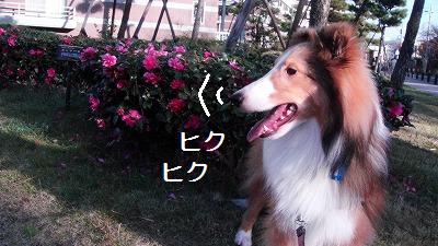 ボクの椅子♪_e0195743_14221265.jpg