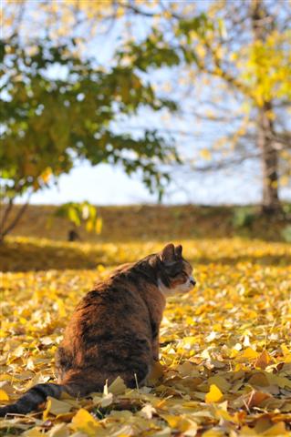 猫　in Autumn 　舞鶴公園ネコのぼやき_c0181450_19395081.jpg