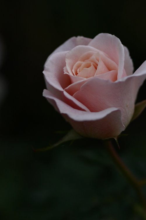 c0198351_549397.jpg