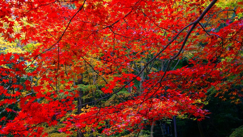 京のもみじ路２００９ （東山 泉涌寺（御寺）塔頭 今熊野観音寺 境内の紅葉）（2009年12月04日)_c0119555_2228871.jpg