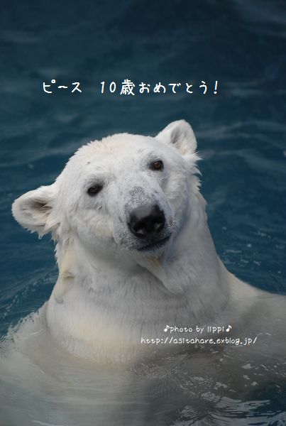 ピース　10歳おめでとう_b0024758_23224143.jpg