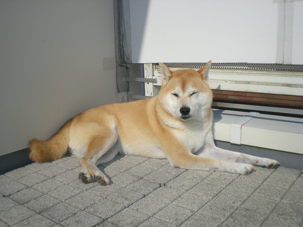 2009年12月4日(金)こころちゃんはヒョッとして・・・_f0060461_13105592.jpg
