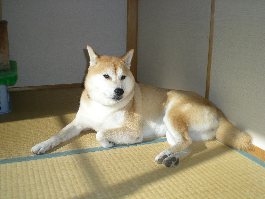 2009年12月4日(金)こころちゃんはヒョッとして・・・_f0060461_1373976.jpg