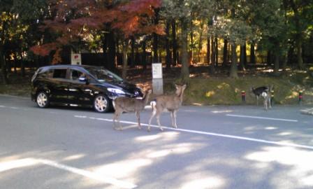 京都奈良2日目　奈良公園_c0200971_14225286.jpg