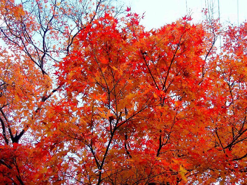 嵐山ー高雄２００９　秋景色_b0122979_8175614.jpg