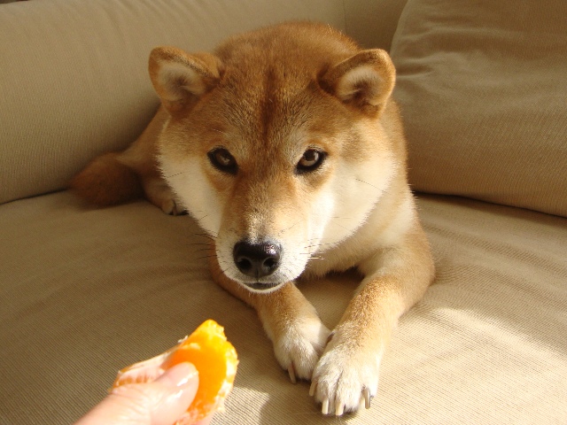 みかんはいかが?_a0126590_43111.jpg