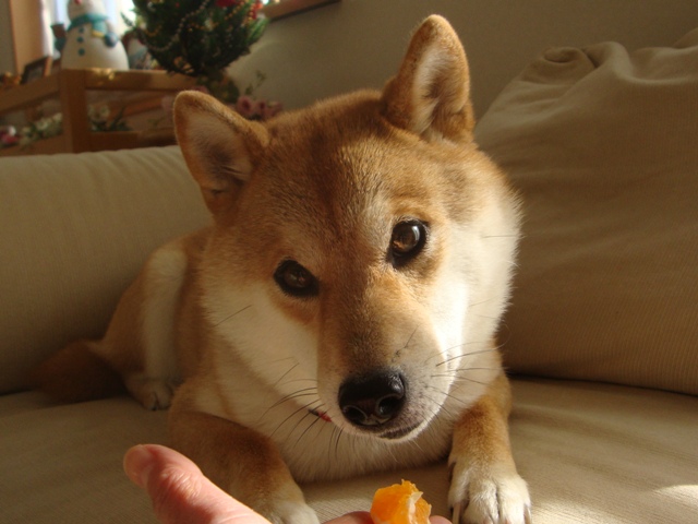 みかんはいかが?_a0126590_4311751.jpg