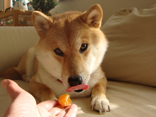 みかんはいかが?_a0126590_4312820.jpg
