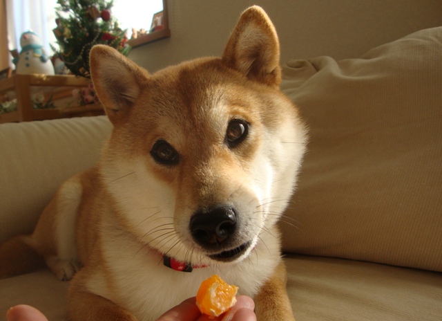 みかんはいかが?_a0126590_4314015.jpg