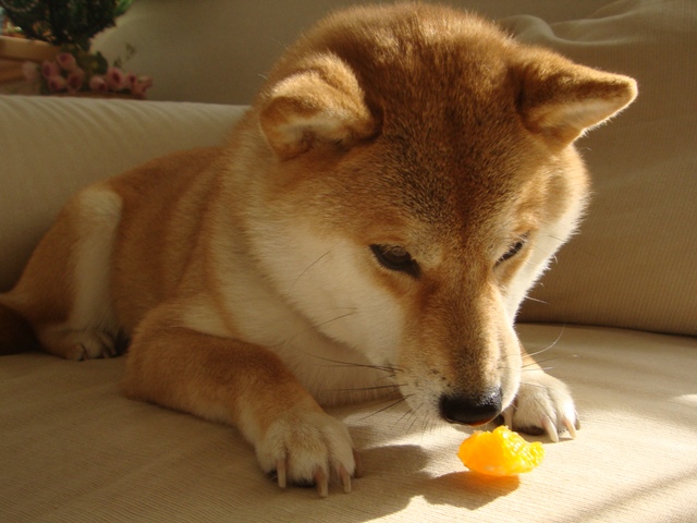 みかんはいかが?_a0126590_431529.jpg