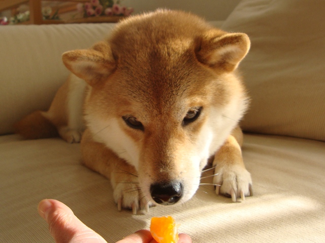 みかんはいかが?_a0126590_431810.jpg