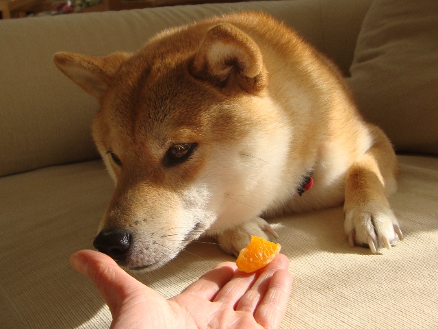 みかんはいかが?_a0126590_4321857.jpg